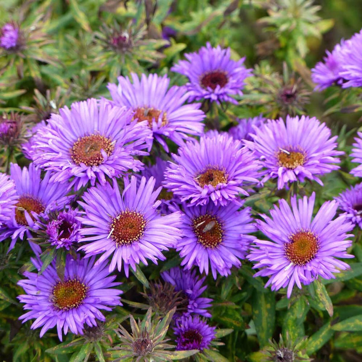 Purple Aster Novae-Angliae Seeds for Planting  Organic, Heirloom, Non-GMO Flower Seeds