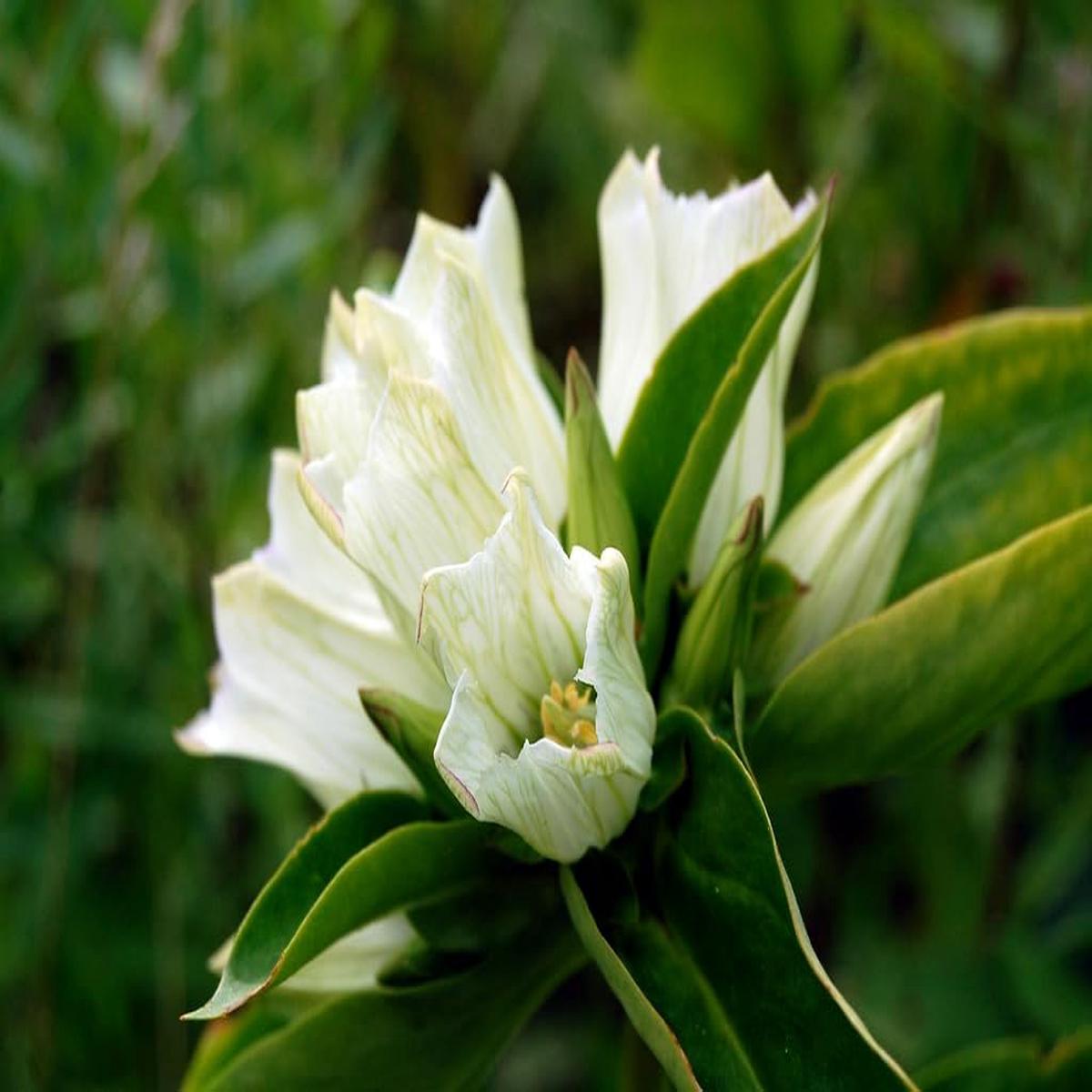 White Gentian Flower Seeds  Heirloom Non-GMO High Germination Organic Garden Seeds for Planting
