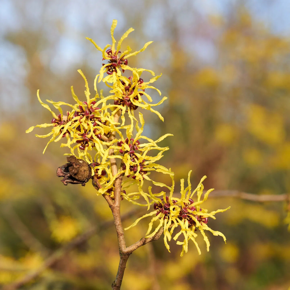 Zaubernuss Hamamelis Flower Seeds for Planting  Heirloom, Non-GMO, High Germination Organic Garden Seeds