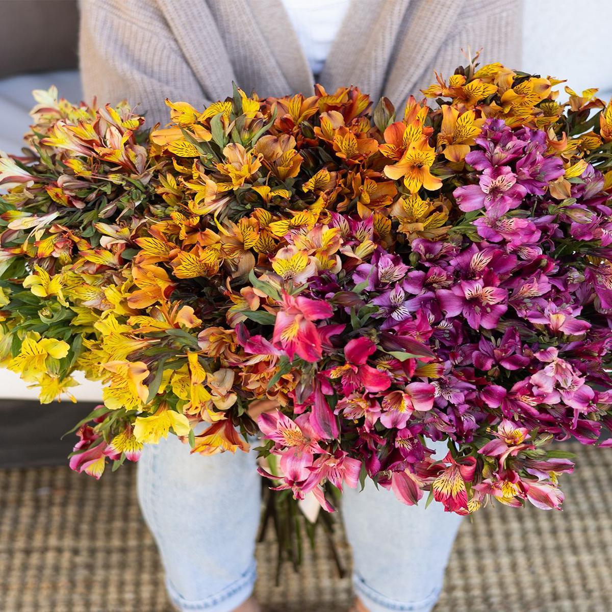 Alstroemeria Flower Seeds  Heirloom, Non-GMO, High Germination Peruvian Lily Organic Garden Seeds for Planting