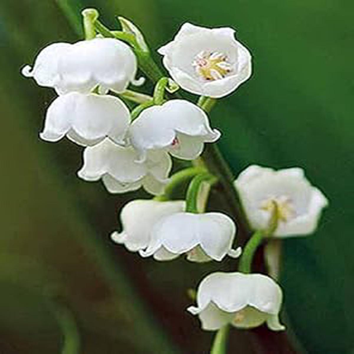 Polka Dot Vinca Flower Seeds for Planting  Non-GMO, Heirloom, High Germination, Organic Garden Seeds