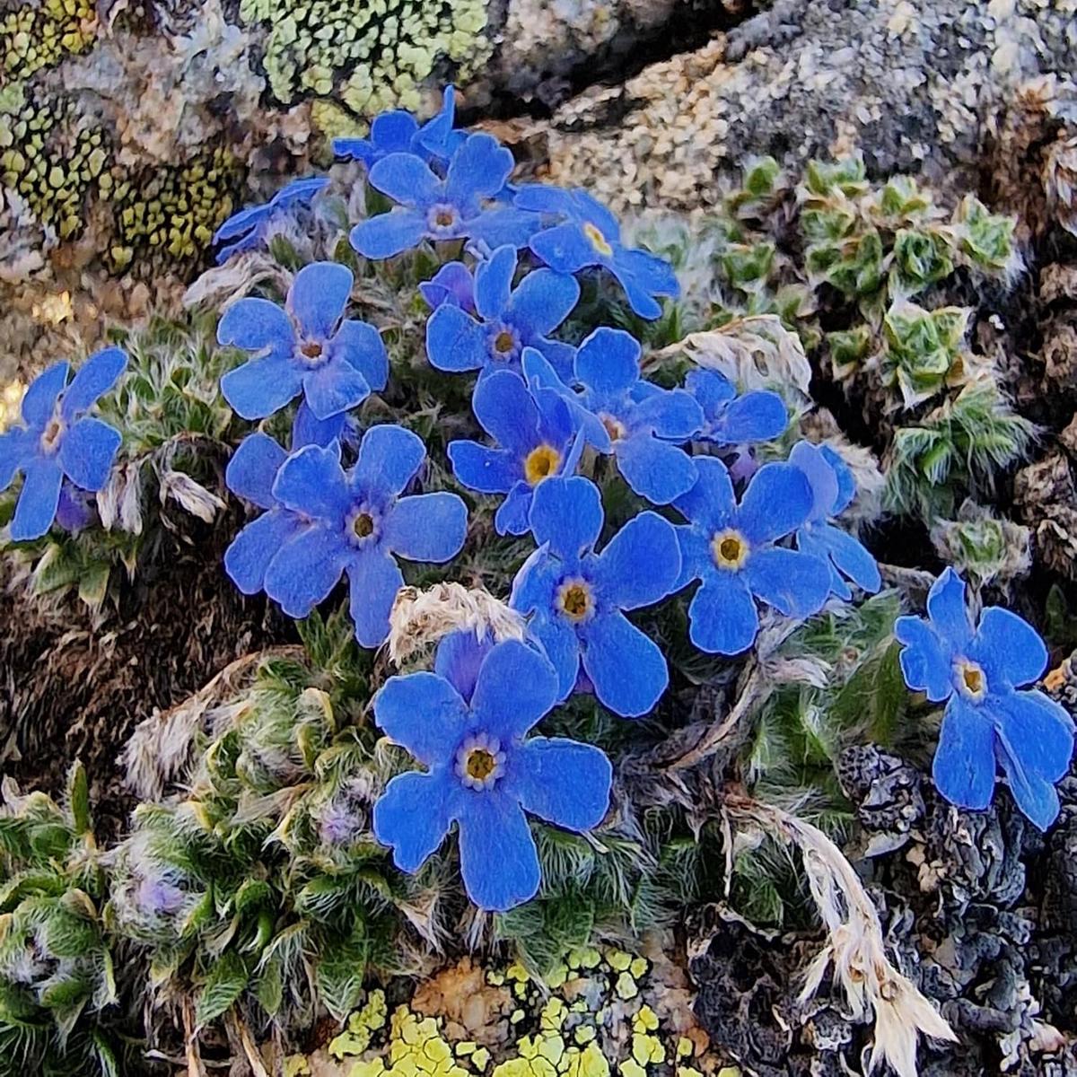 Alpine Seeds for Planting  Organic Heirloom Non-GMO Cold Hardy Flower Seeds