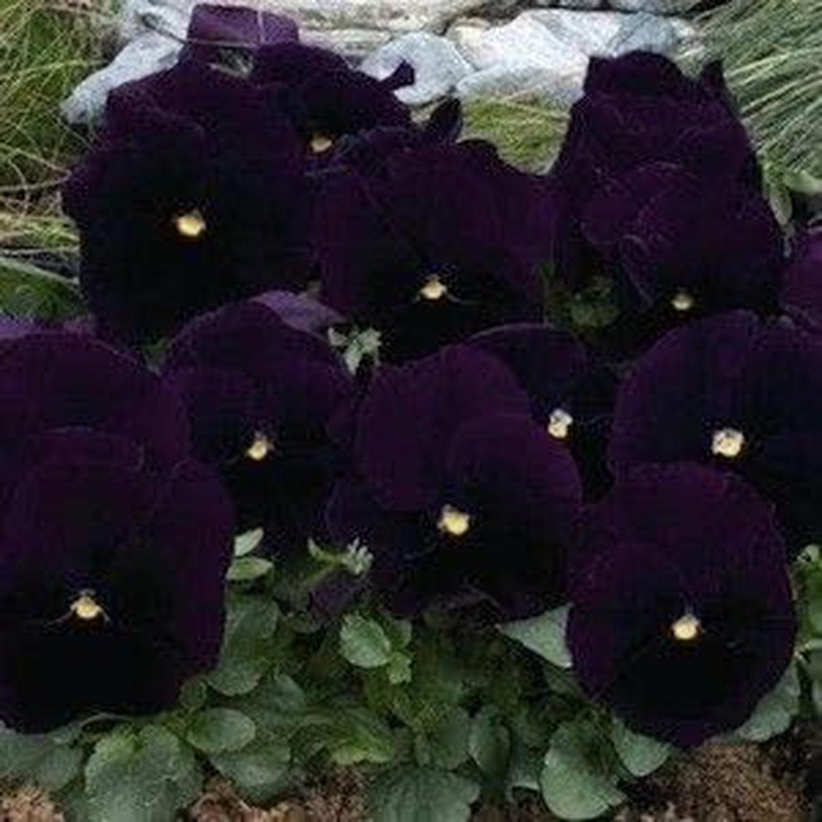 Dark Violet Pansy Flower Seeds for Planting  Heirloom, Non-GMO, High Germination Organic Garden Seeds