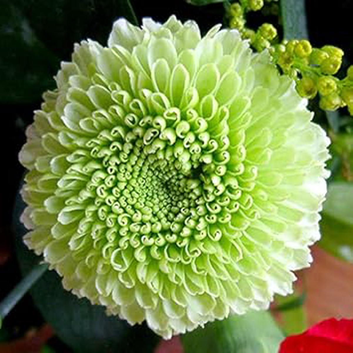 Light Green Dahlia Flower Seeds for Planting  Heirloom, Non-GMO, High Germination Organic Garden Seeds