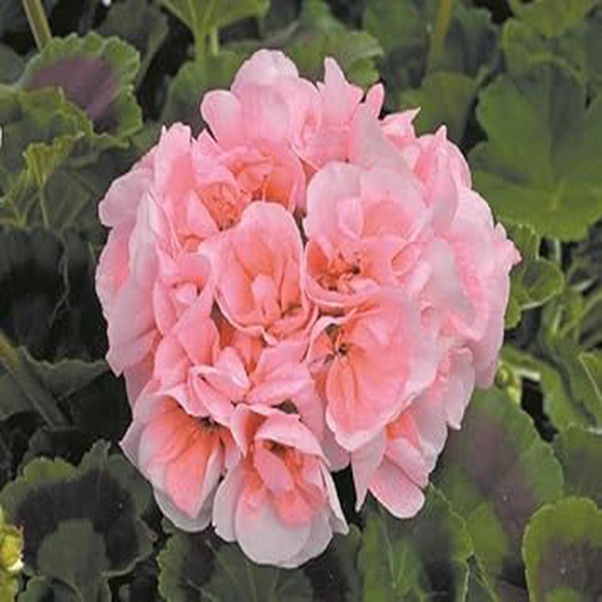 Pale Pink Geranium Heirloom Non-GMO Seeds for Planting  High Germination Organic Garden Seeds