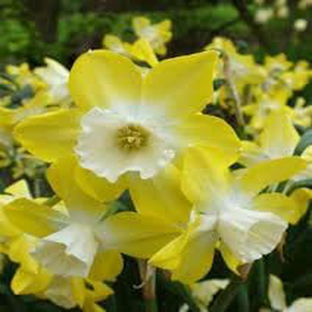 Yellow White Narcissus Flower Seeds  Heirloom Non-GMO Organic Garden Seeds for Planting with High Germination