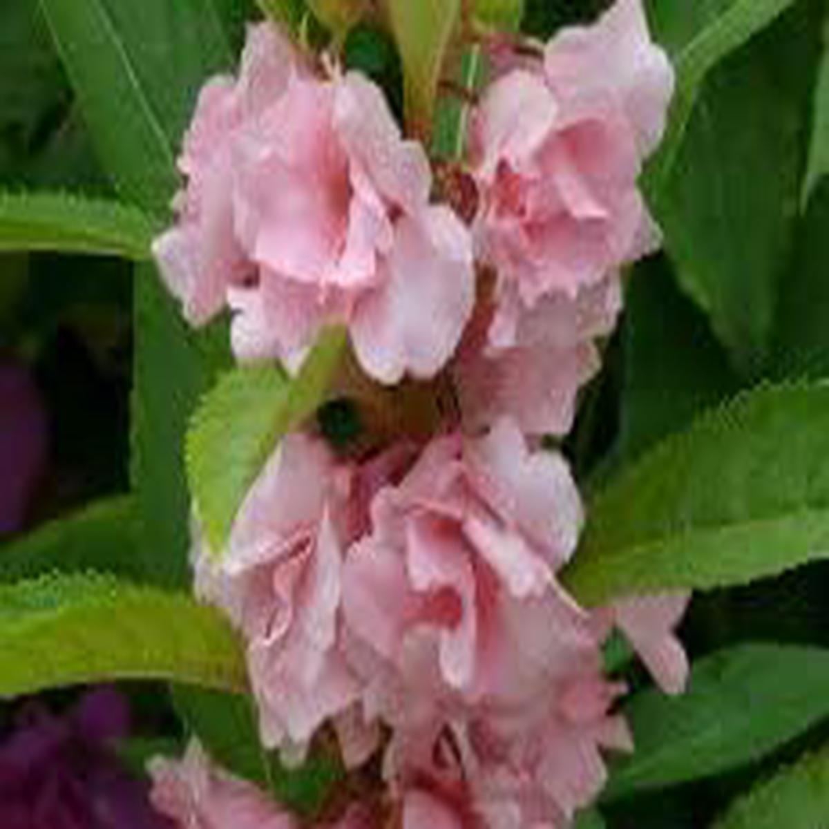 Pale Pink Balsam Camellia Flower Seeds for Planting  Organic Heirloom Non-GMO Seeds