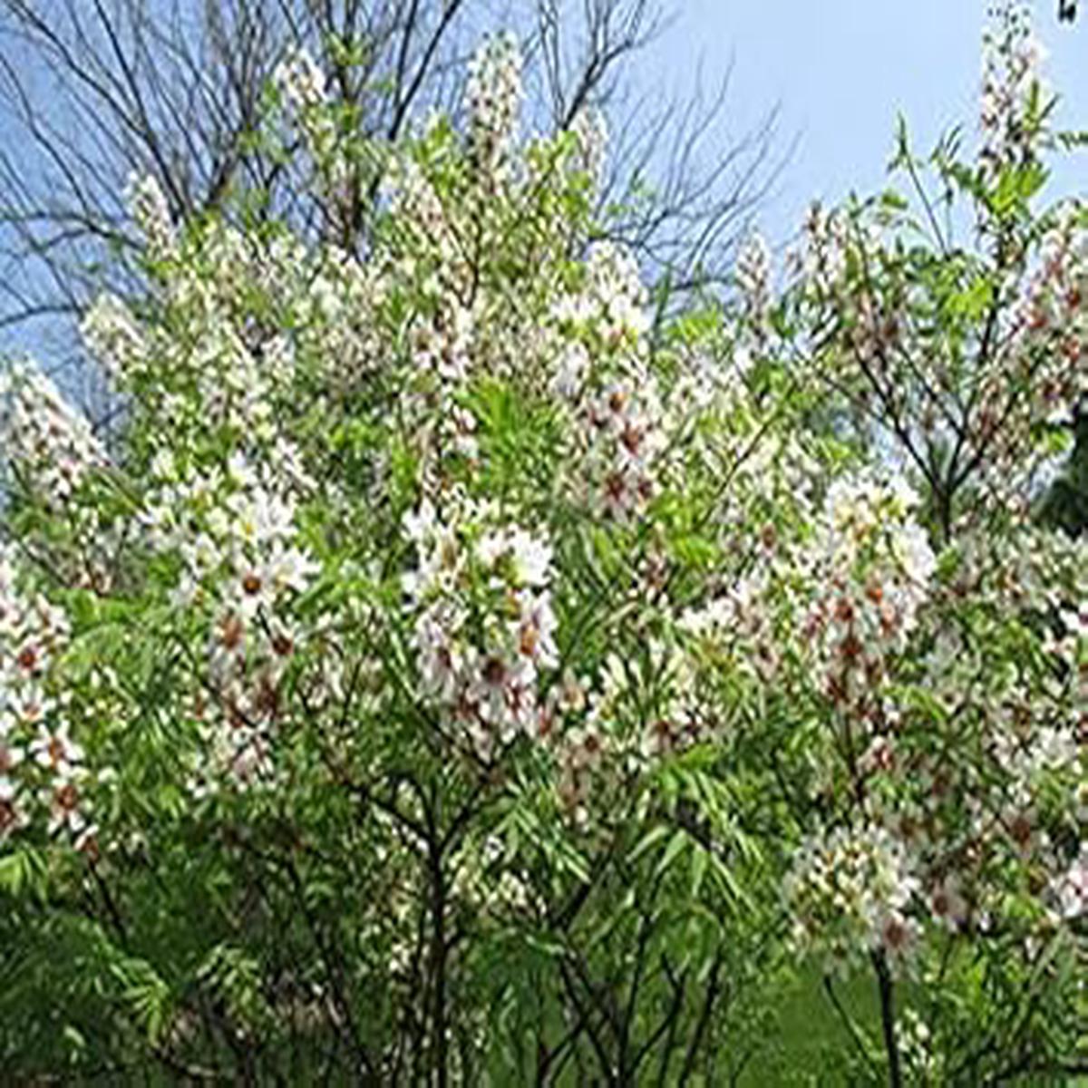 Yellowhorn Xanthoceras Sorbifolium Seeds for Planting  Heirloom, Non-GMO Flowering Tree Seeds