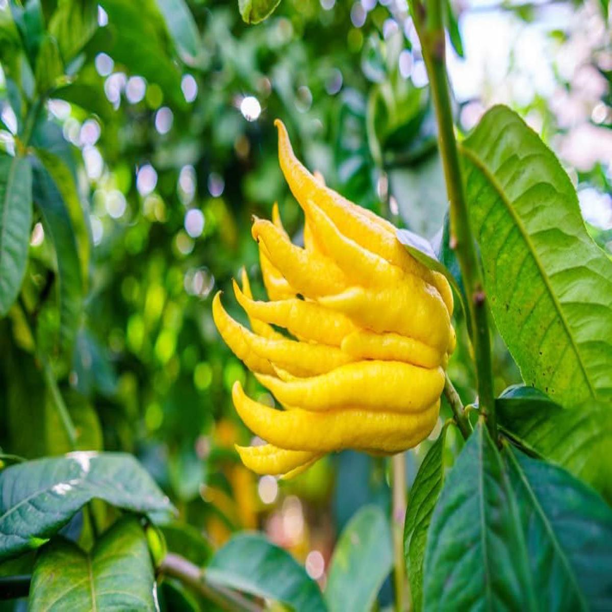 Buddha’s Hand Flower Seeds for Planting  Non-GMO, Heirloom, High Germination Seeds