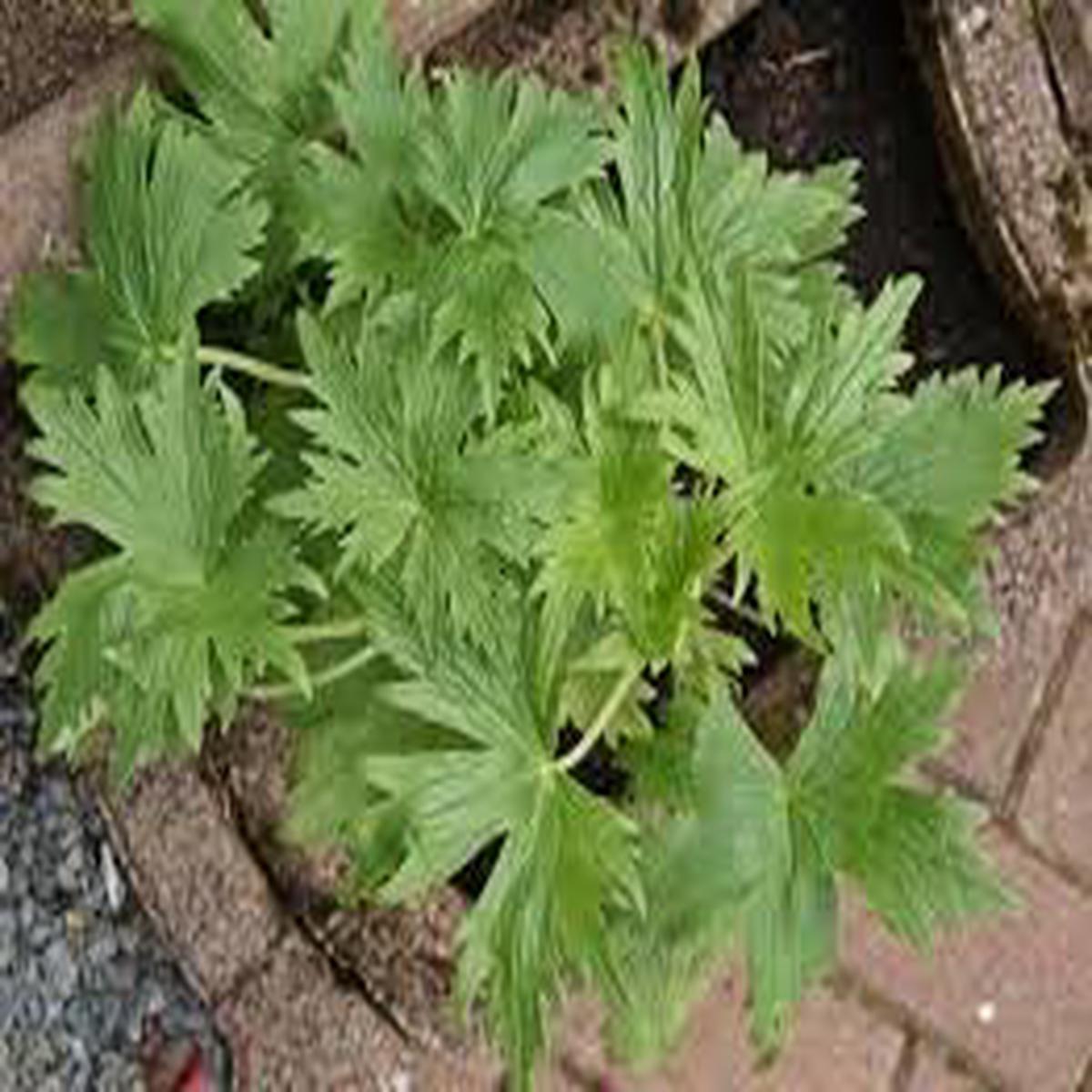 Coral Bells Heuchera Plant Seeds for Garden Planting  Heirloom, Non-GMO Seeds, High Germination, Vibrant Blooms