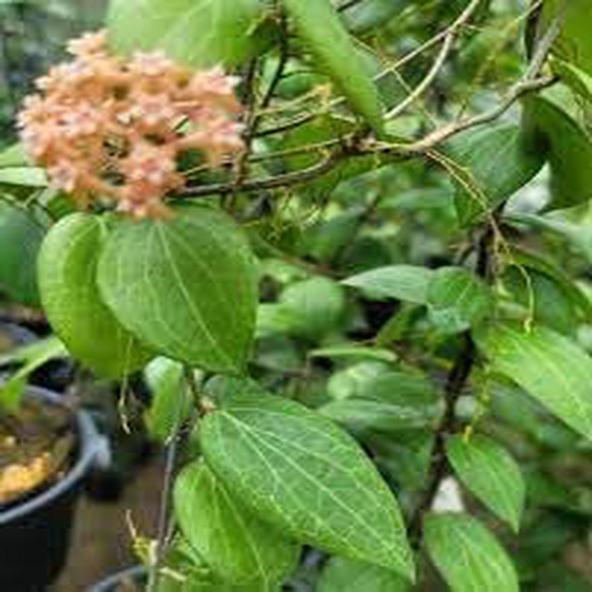 Heirloom Non-GMO Peach Hoya Flower Seeds for Planting  Organic Garden Seeds with High Germination