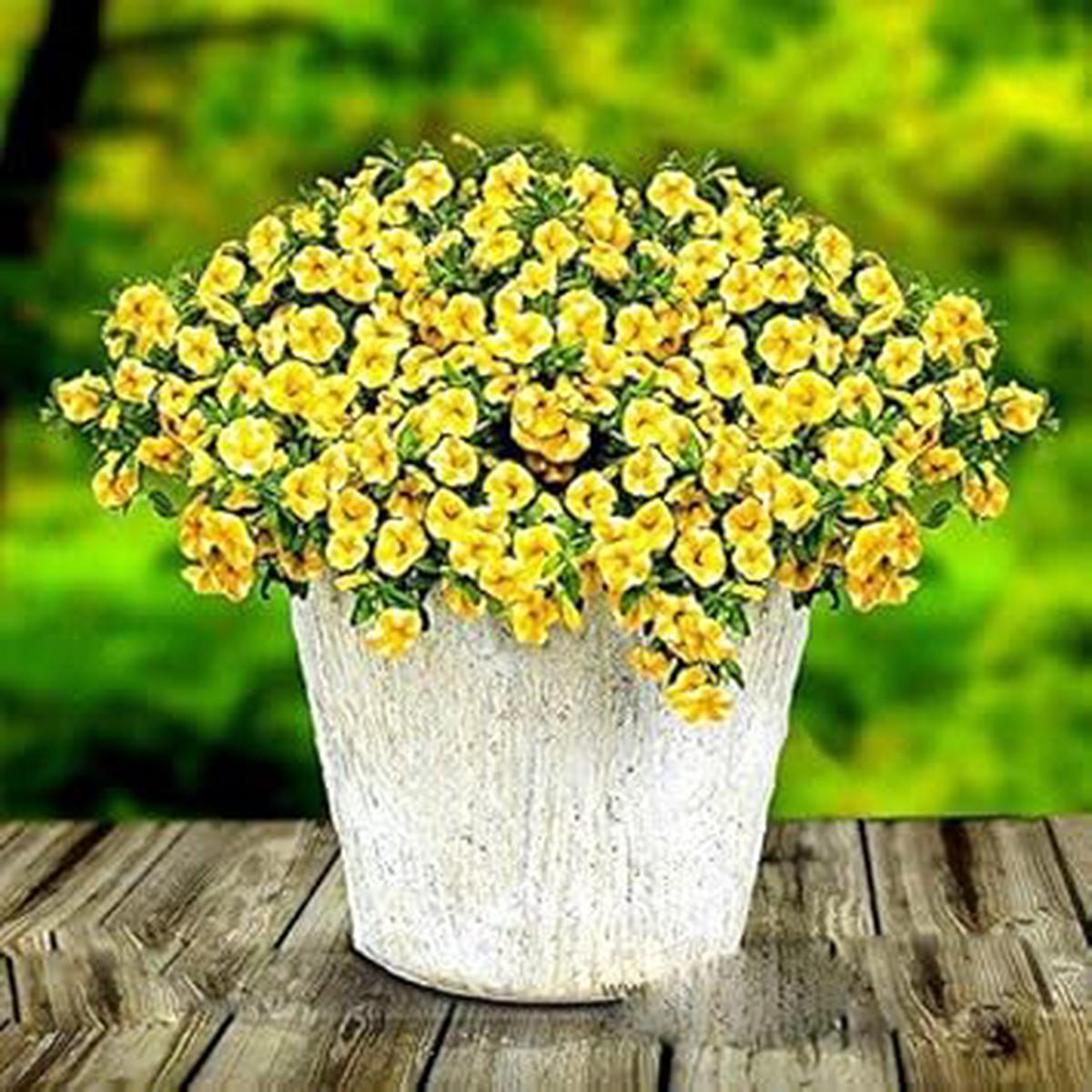 Yellow Superbells Calibrachoa Seeds  Organic, Heirloom, Non-GMO Seeds for Planting