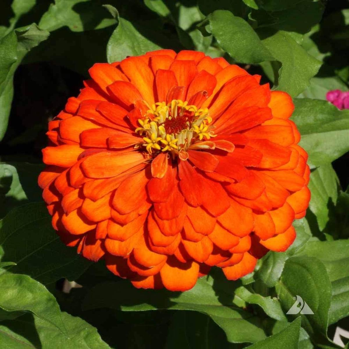 Zinnia Orange Flower Seeds for Planting  Heirloom Non-GMO High Germination Organic Garden Seeds