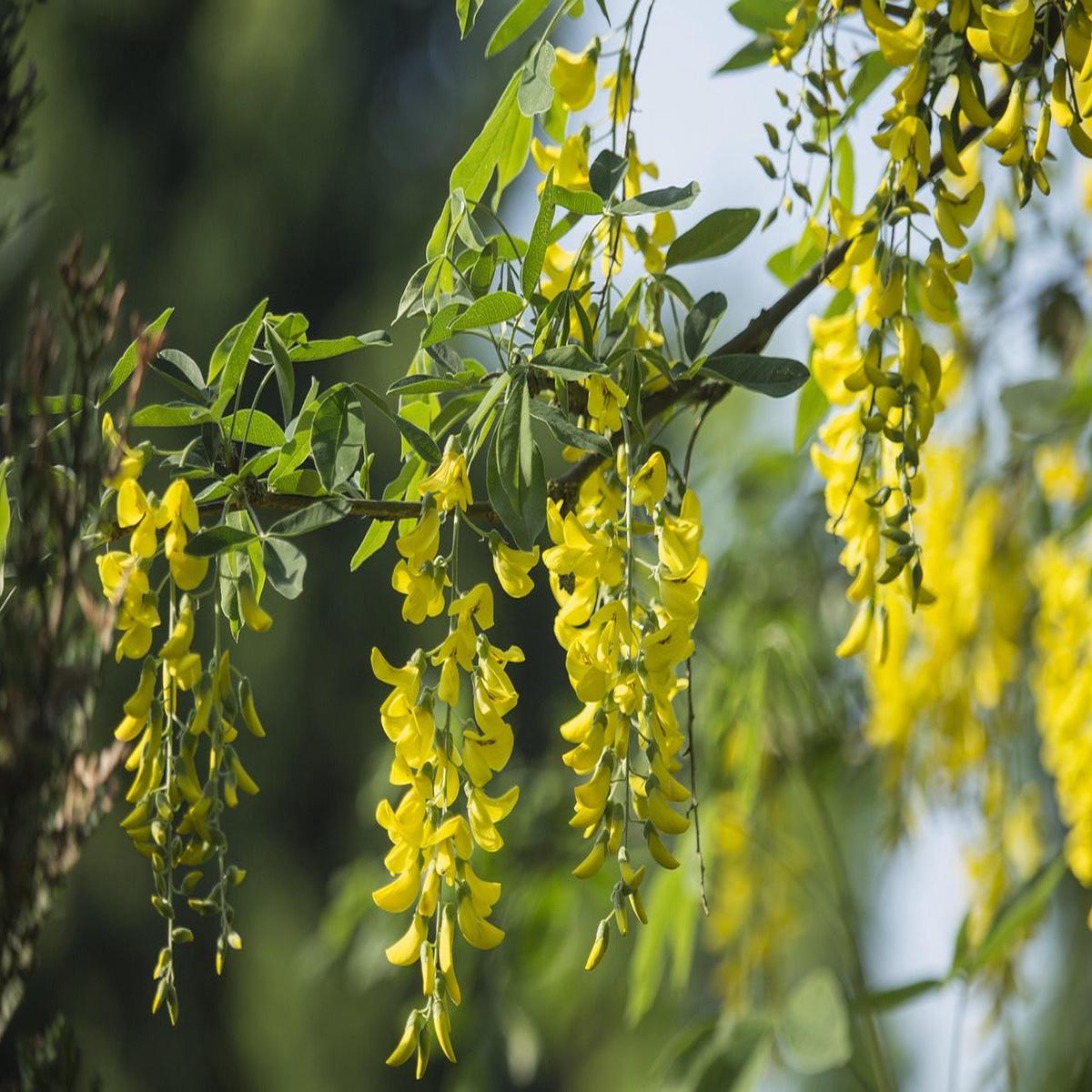 Acacia Flower Seeds  Heirloom, Non-GMO, High Germination Organic Garden Seeds for Planting