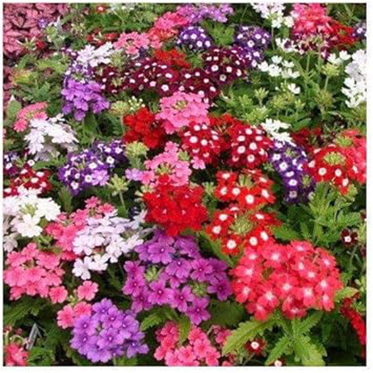Yellow Verbena Didyma Flower Seeds for Garden  Non-GMO, Heirloom, High Germination Seeds