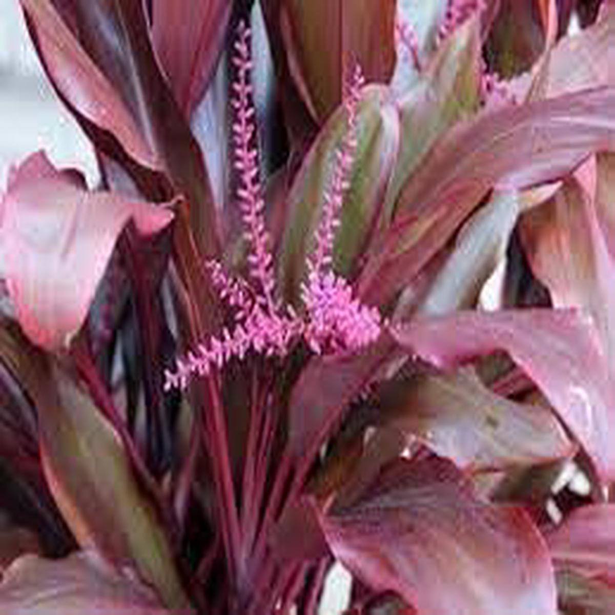 Cordyline Plant Seeds for Planting  Heirloom, Non-GMO, High Germination Organic Garden Seeds