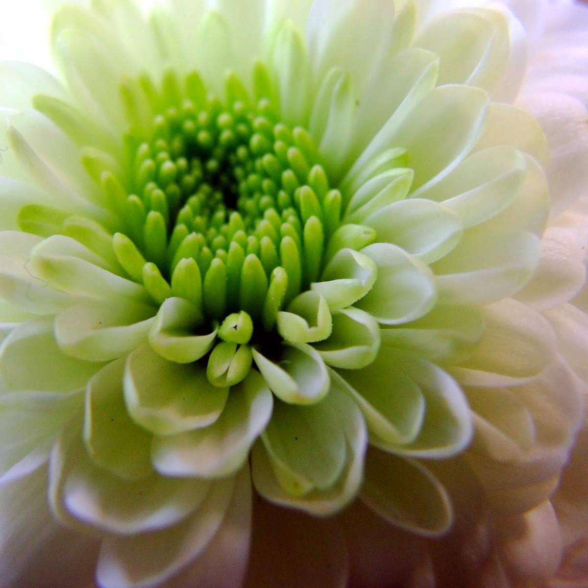 White Green Aster Flower Seeds for Planting  Heirloom Non-GMO, High Germination Organic Garden Seeds