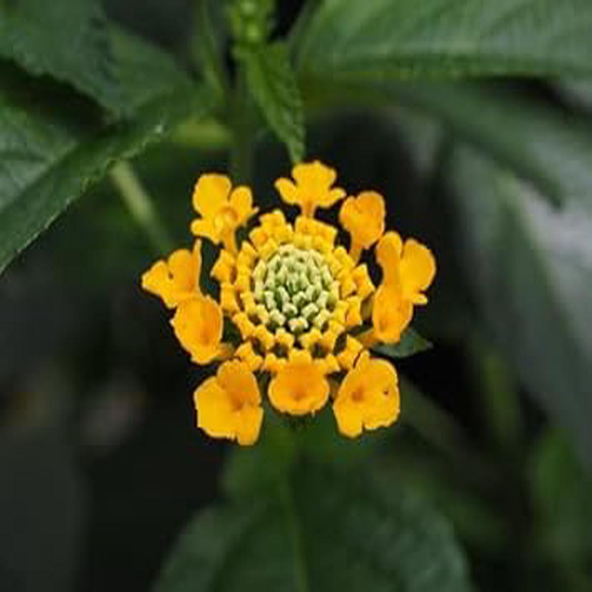 Yellow Verbena Flower Seeds for Planting  Heirloom, Non-GMO, Organic