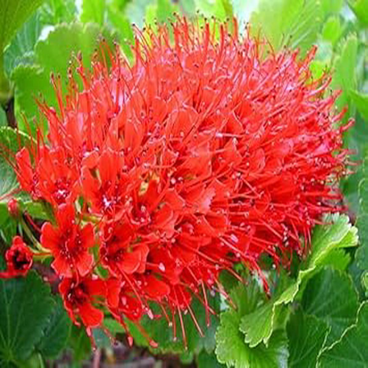 ]Greyia Sutherlandii Flower Seeds  Heirloom, Non-GMO, High Germination Bold Organic Garden Seeds for Ornamental Planting