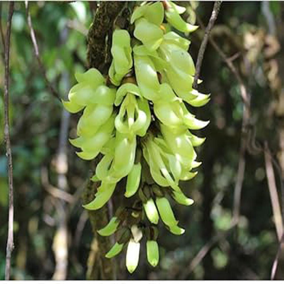 Light Green Strongylodon Flower Seeds  Heirloom Non-GMO High Germination Organic Garden Seeds for Planting Vining Blooms