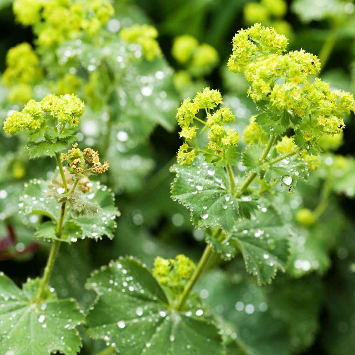 Alchemilla Mollis Green Seeds for Planting  Organic, Heirloom, Non-GMO Garden Seeds