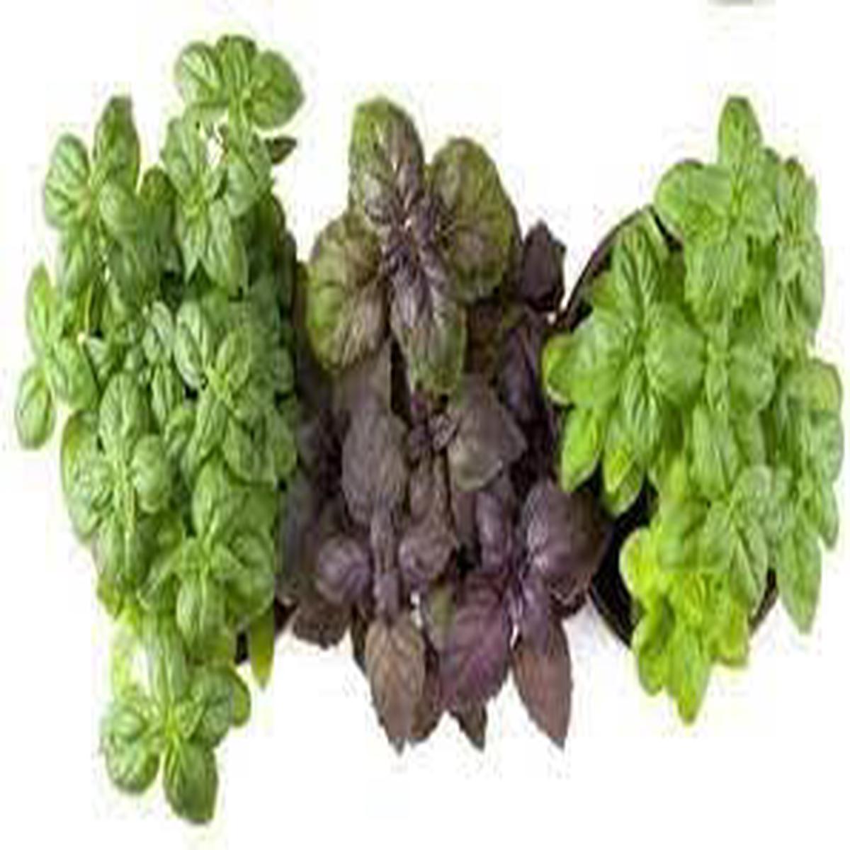 Basil Seed Mix for Planting  Heirloom, Non-GMO, High Germination Organic Garden Seeds for Microgreens & Herb Gardens