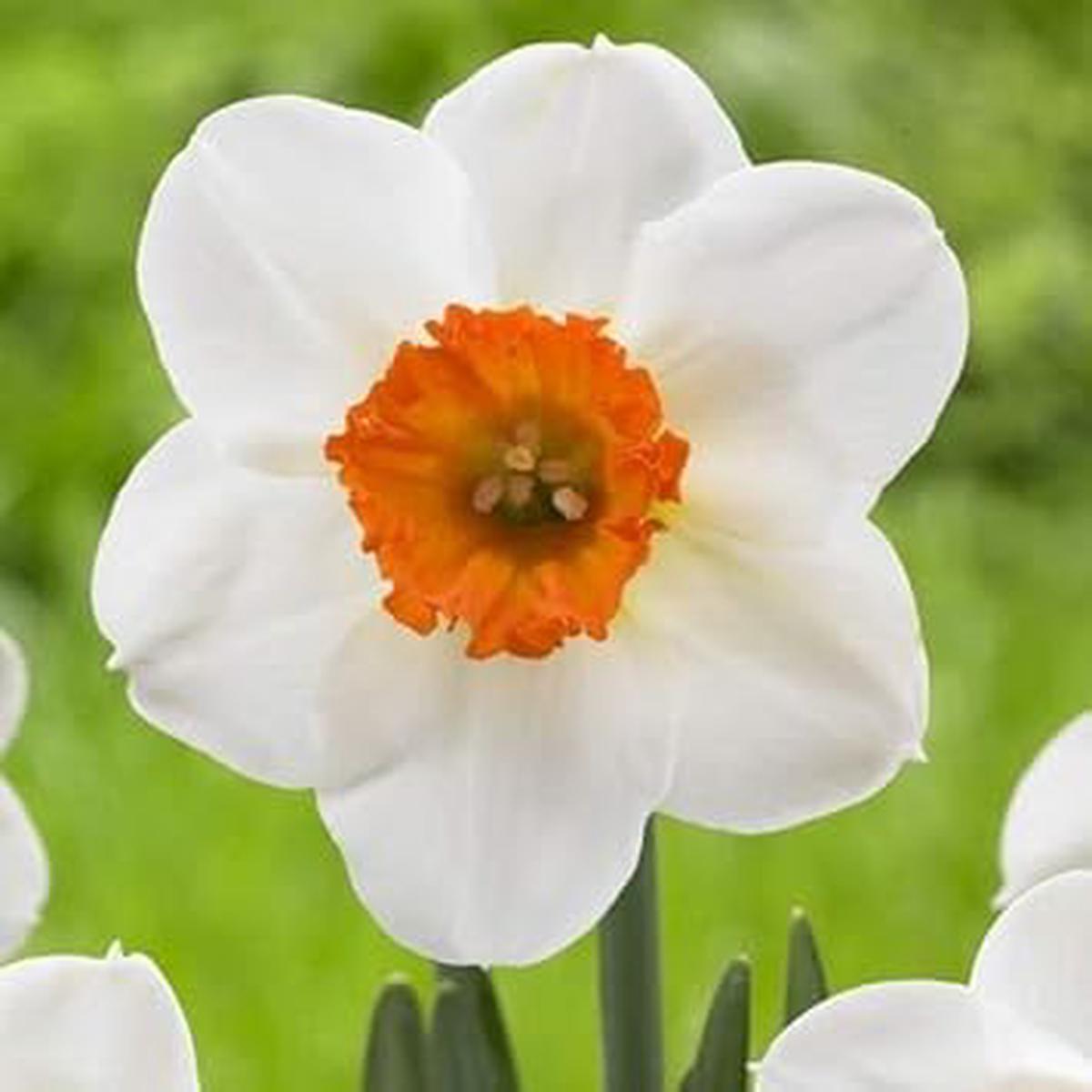 Daffodil Flower Seeds for Planting  Orange & White, Heirloom, Non-GMO Garden Seeds