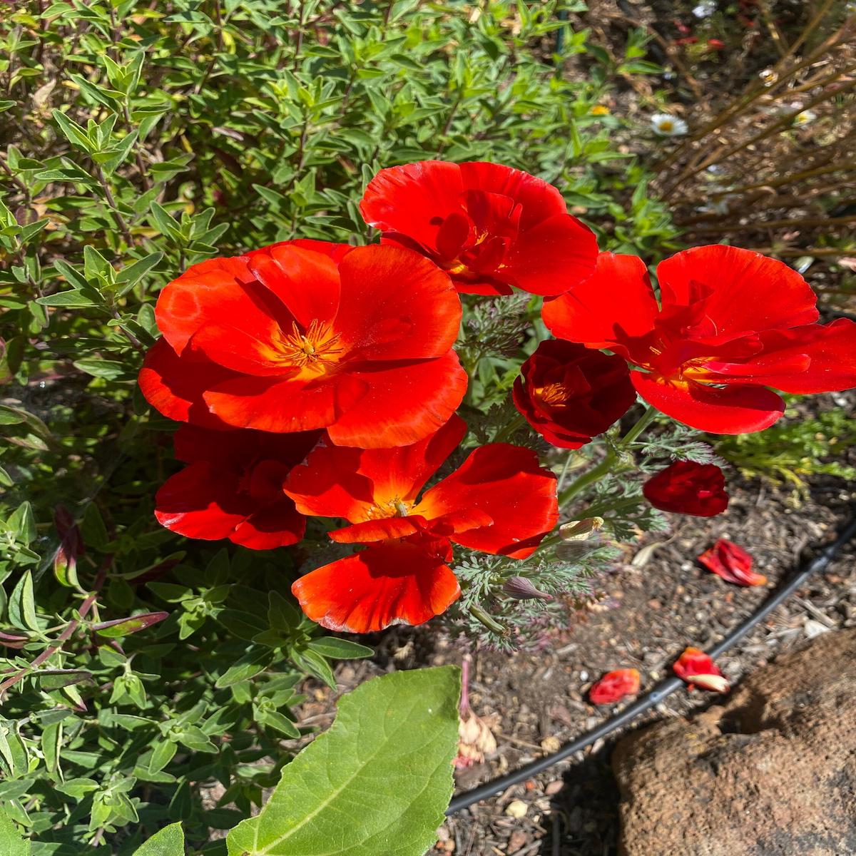 Red Eschscholtzia Flower Seeds for Planting  Heirloom, Non-GMO, High Germination Organic Garden Seeds