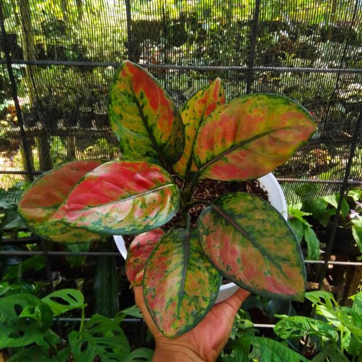 Aglaonema Mosaic Plant Seeds for Planting  Heirloom Non-GMO Organic Garden Seeds with High Germination