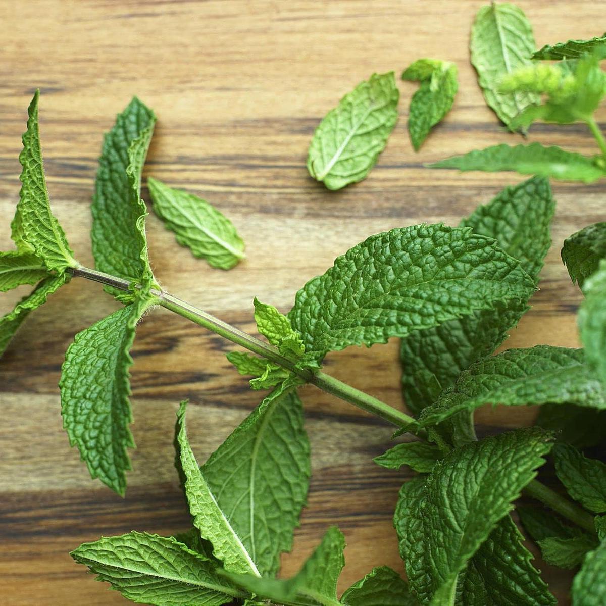 Army Green Mint Seeds  Heirloom & Non-GMO Fresh & Resilient Herb Seeds for Planting