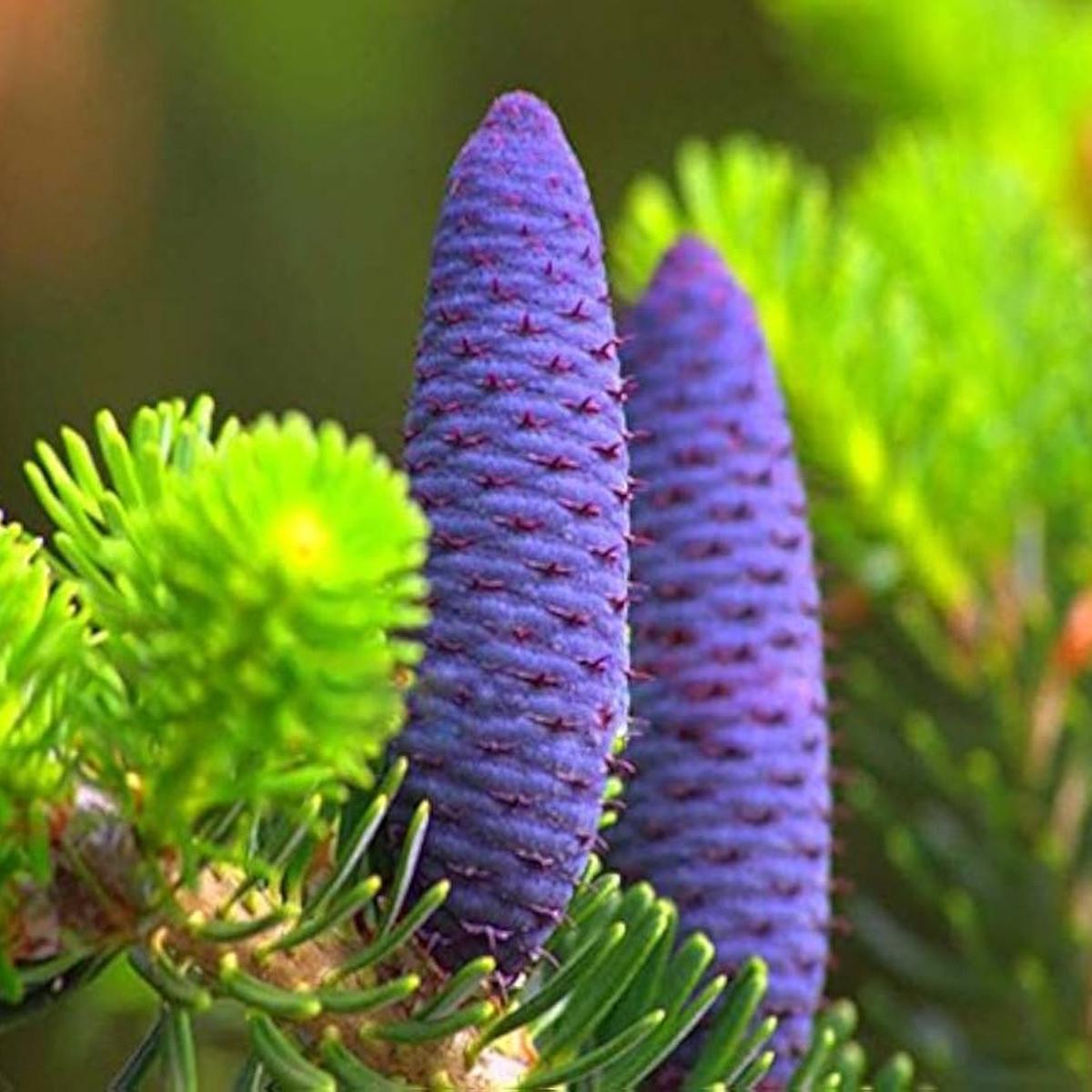 Abies Purple Plant Seeds for Planting  Organic, Heirloom, Non-GMO Conifer Seeds