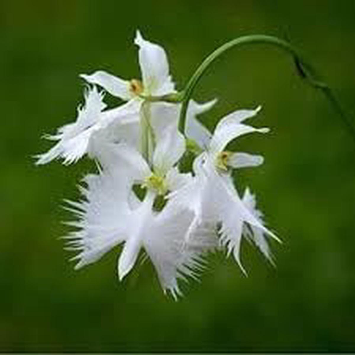 Aigrette Orchid Plant Seeds  Heirloom Non-GMO Seeds for Planting | High Germination Organic Garden Seeds