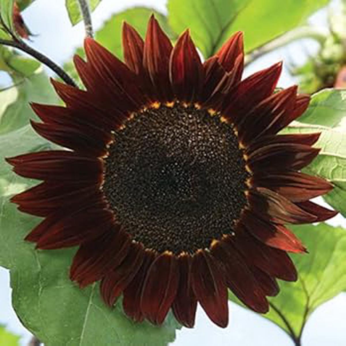 Burgundy Sunflower Seeds for Planting  Rich Dark Blooms, Ideal for Gardens, Cut Flowers
