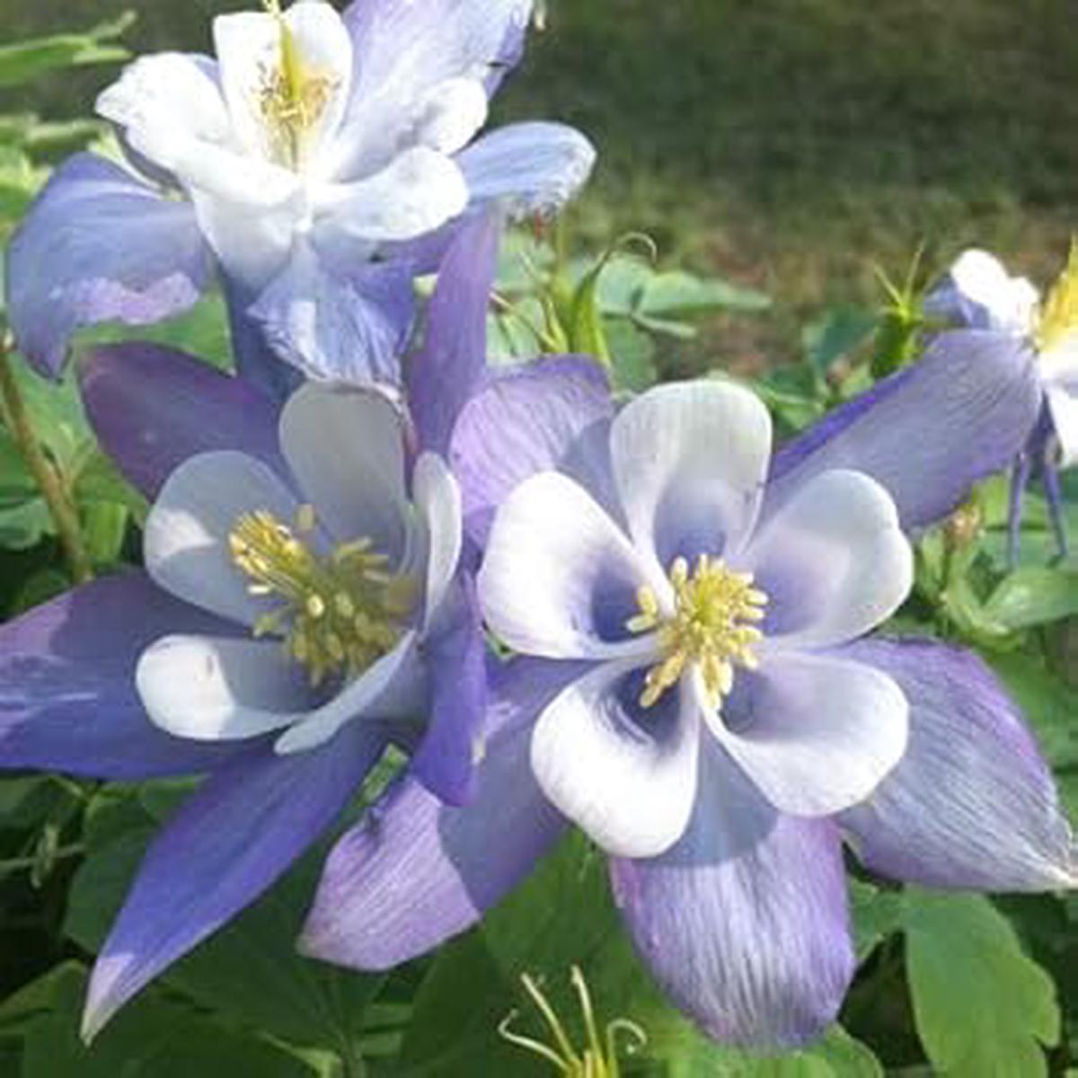 Heirloom Light Blue White Aquilegia Flower Seeds  Non-GMO Perennial Organic Garden Seeds for Planting