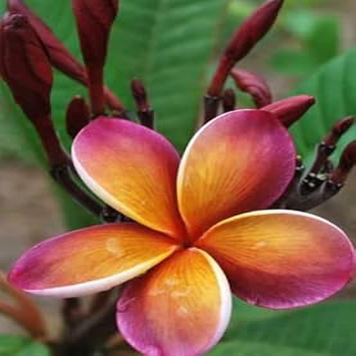 Purple Yellow Frangipani Flower Seeds  Heirloom Non-GMO Plumeria Seeds for Planting & Fragrant Gardens