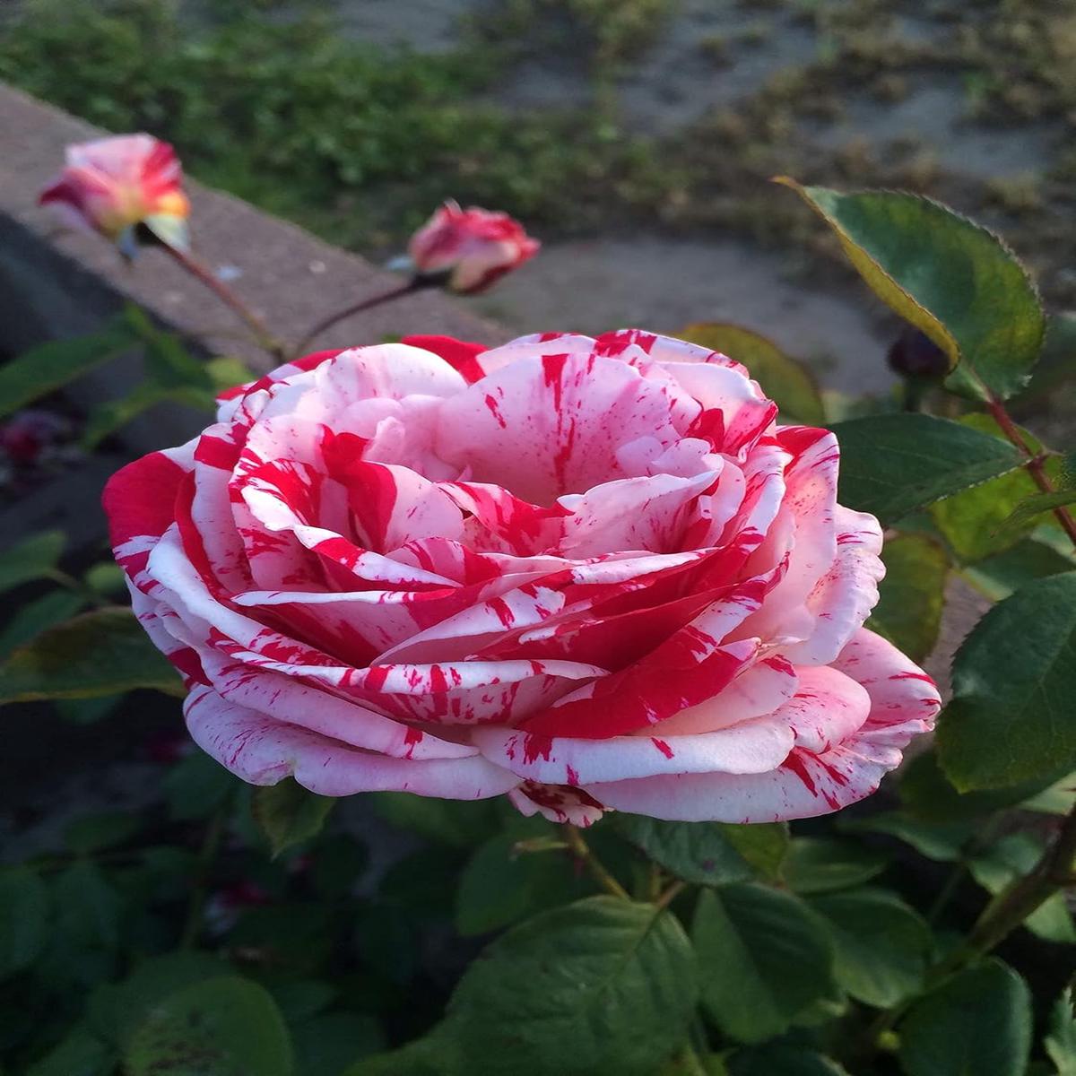 White Pink Rose Plant Seeds for Planting  Heirloom Non-GMO Organic Garden Seeds with High Germination