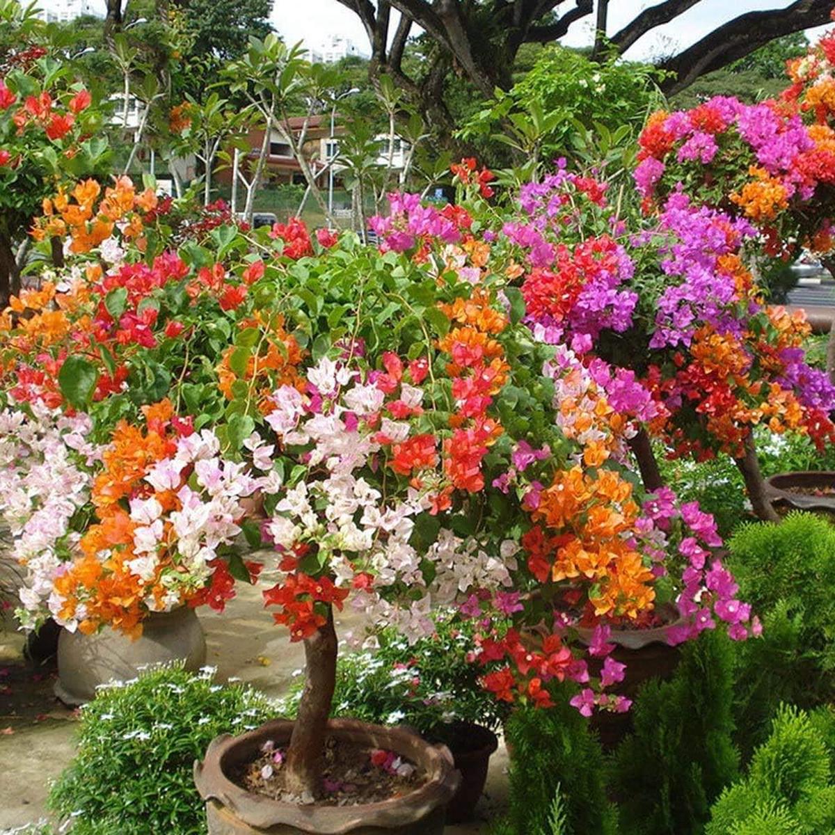 Bougainvillea Multi-Colour Seeds  Heirloom, Non-GMO, Organic Garden Seeds with High Germination for Planting