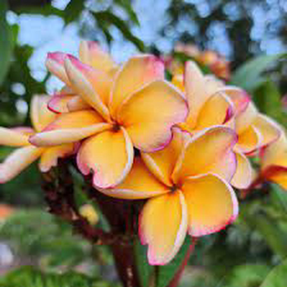 Peach Frangipani Flower Seeds for Planting – Heirloom Non-GMO High Germination Organic Garden Seeds