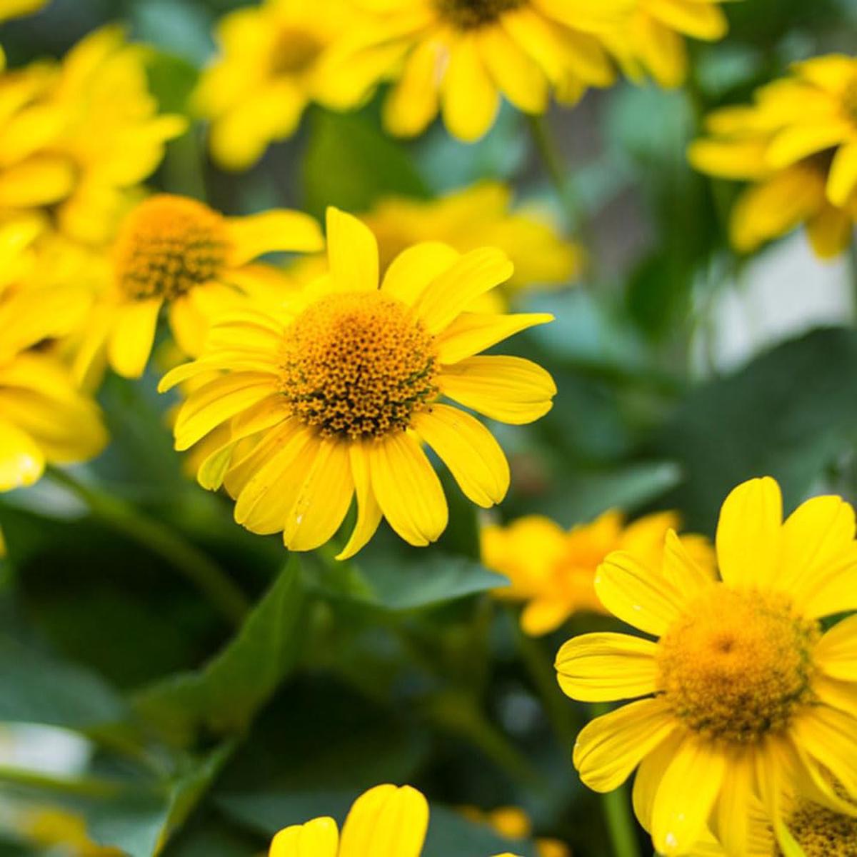 Arnica Montana Herb Plant Seeds  Heirloom, Non-GMO, High Germination Organic Garden Seeds for Medicinal & Healing Herb Gardens