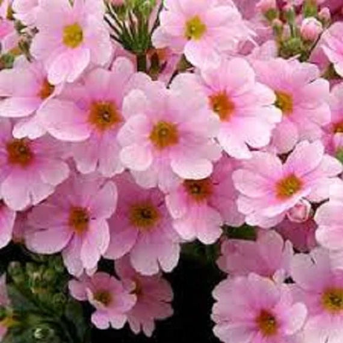 Pink Primula Malacoides Seeds for Planting  Heirloom Non-GMO Organic Garden Seeds, High Germination