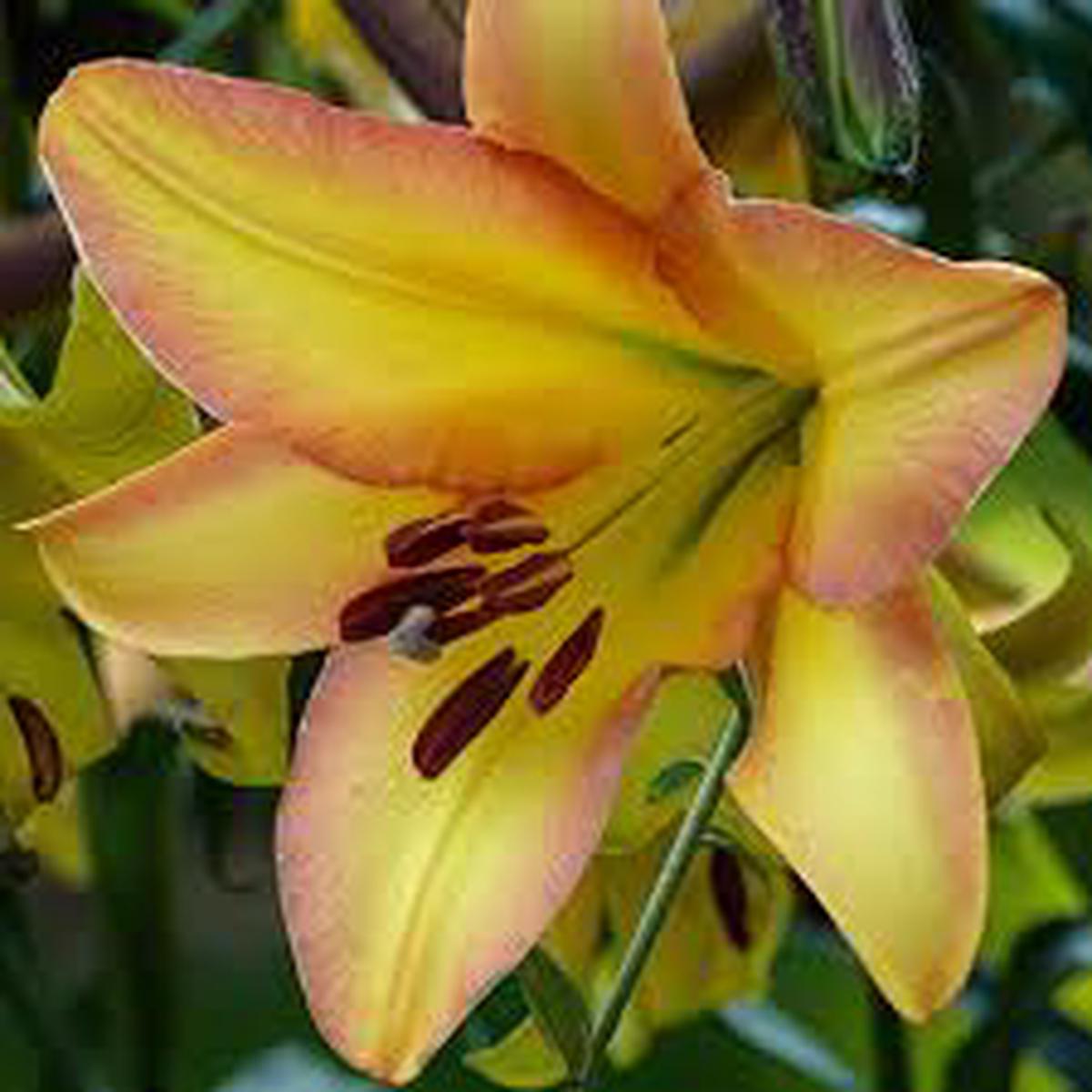 Yellow Trumpet Lilies (Aurelian Hybrids) Flower Seeds for Planting  Heirloom, Non-GMO Seeds, High Germination