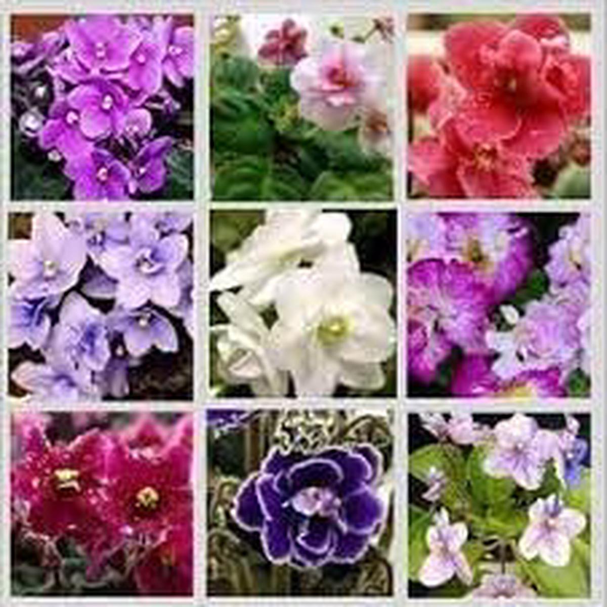 African Saintpaulia Seeds for Planting  Organic, Heirloom, Non-GMO Flower Seeds