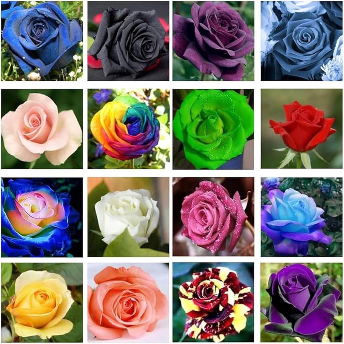 Fresh Mixed Rose Seeds for Planting  Heirloom Non-GMO | High Germination Organic Garden Seeds for Vibrant Blooms
