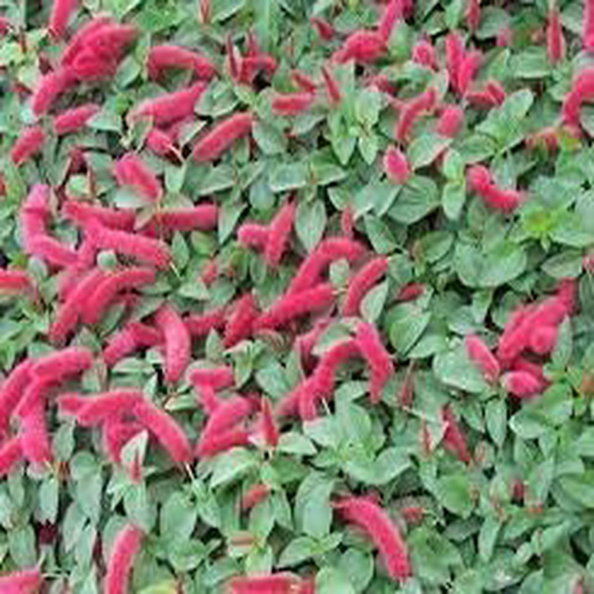 Acalypha Flower Seeds for Planting  Heirloom & Non-GMO Garden Seeds