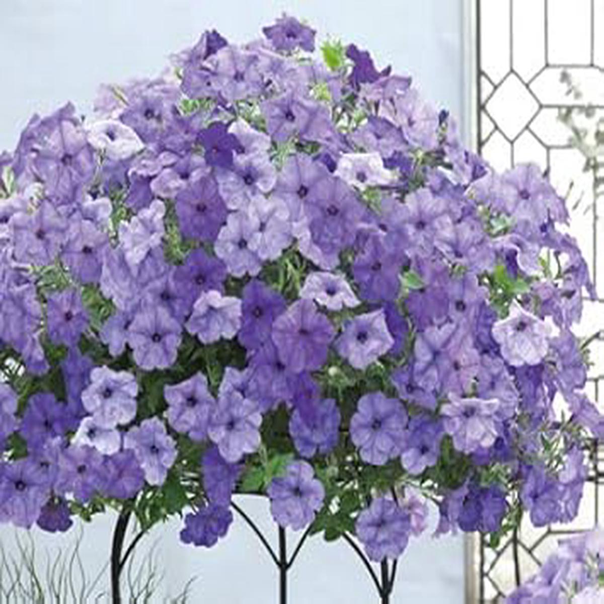 Hanging Petunia Seeds for Planting Light Lavender  Heirloom Non-GMO High Germination Organic Garden Seeds