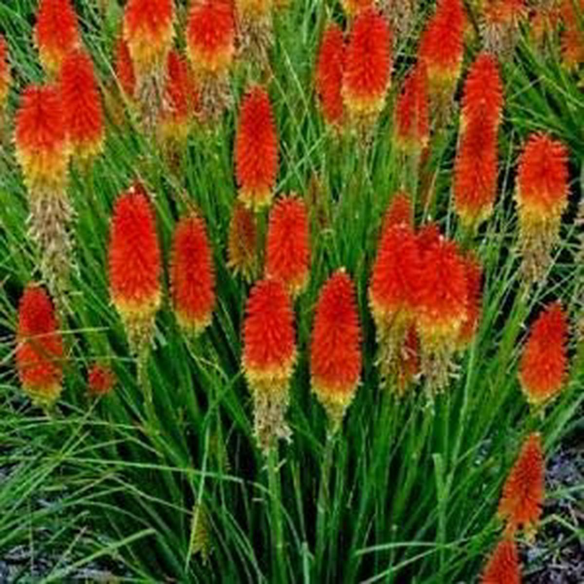Heirloom Non-GMO Red Kniphofia Flower Seeds for Planting  Striking Torch-Lily Blooming Seeds