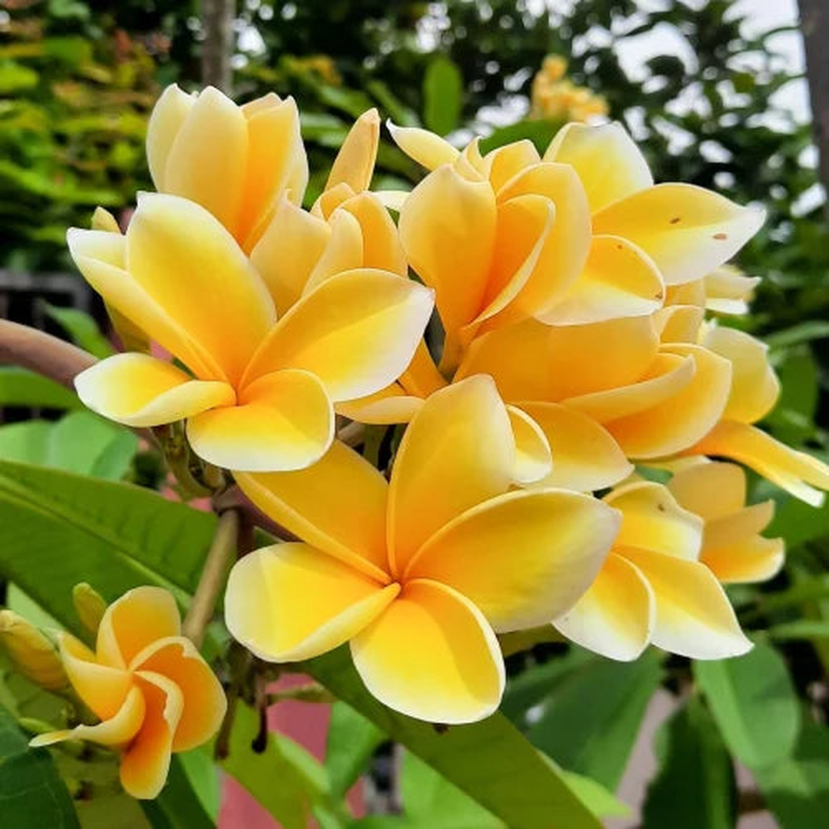 Yellow White Egg Flower Seeds for Planting  Heirloom Non-GMO High Germination Organic Garden Seeds