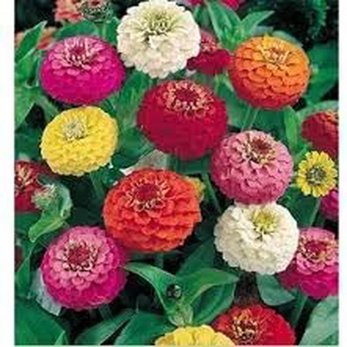 Zinnia Oklahoma Double Bloom Flower Seeds for Planting  Heirloom Non-GMO Seeds for Colorful Garden Flowers