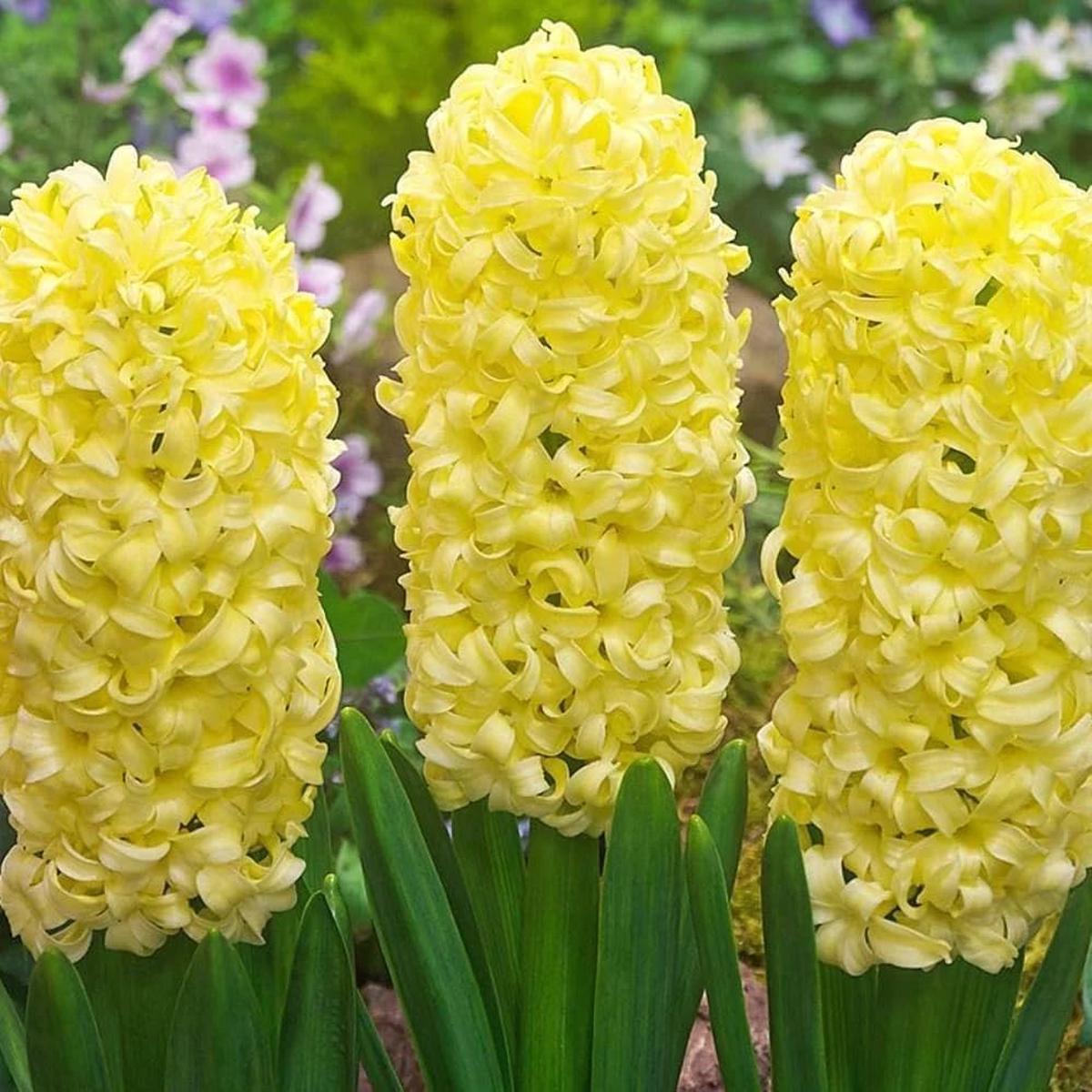Yellow Hyacinthus Orientalis Flower Seeds for Planting  Heirloom, Non-GMO, High Germination Organic Garden Seeds