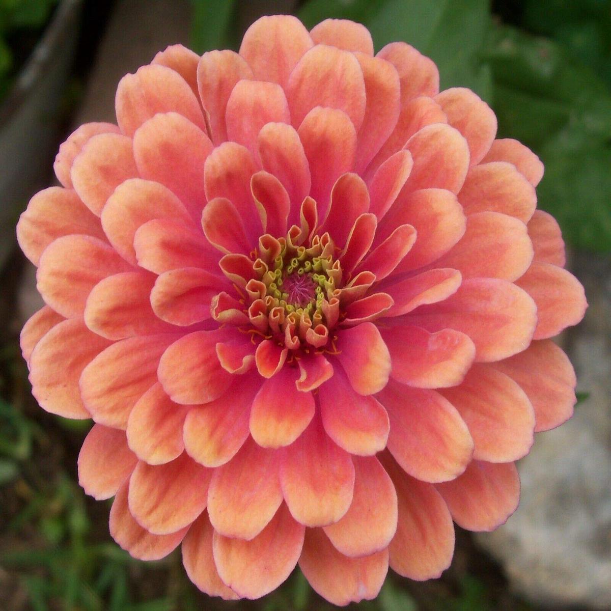 Zinnia Salmon Queen Flower Seeds for Planting  Bright Blooms, Non-GMO, Heirloom Seeds